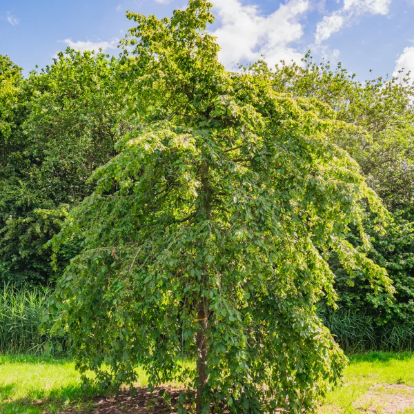 Carpinus betulus 'Pendula' &ndash; Carpinus betulus 'Pendula'