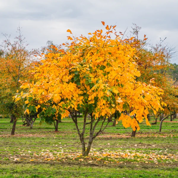 Cladrastis kentukea – Yellowwood