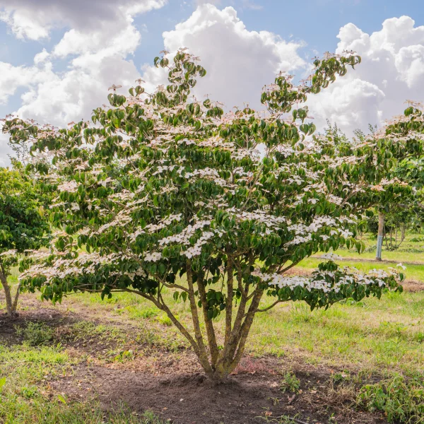 Cornus kousa &ndash; Kousa dogwood