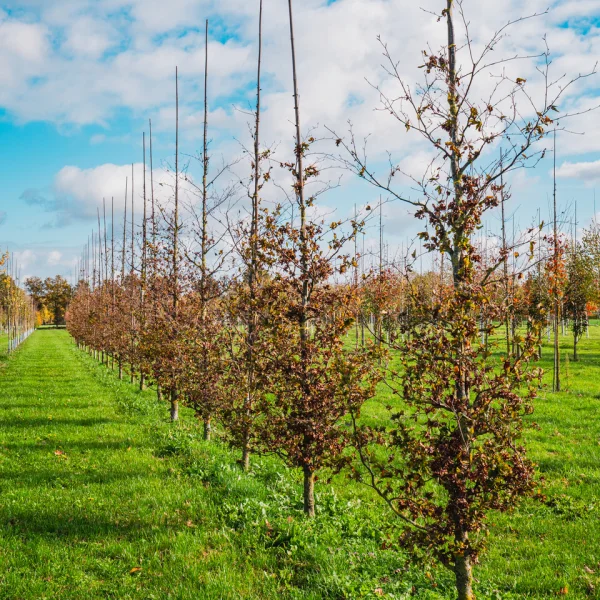Fagus sylvatica 'Brathay Purple' – Fagus sylvatica 'Brathay Purple'