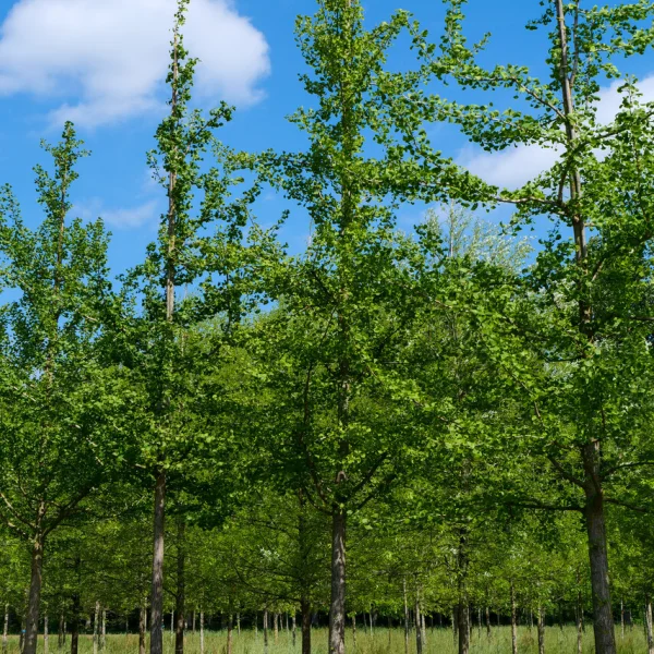 Ginkgo biloba 'Mascia' &ndash; Ginkgo biloba 'Mascia'