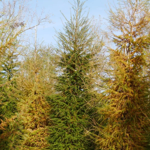 Larix decidua &ndash; European larch, Common larch