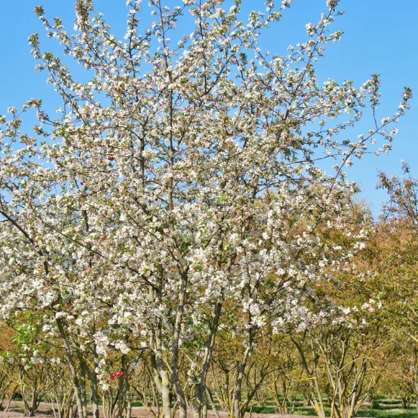 Malus 'Evereste' &ndash; Flowering Crab