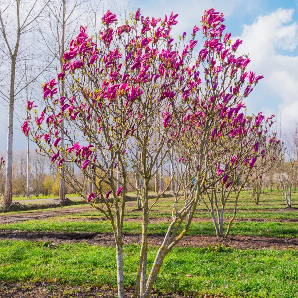 Magnolia 'Susan' &ndash; Magnolia 'Susan'