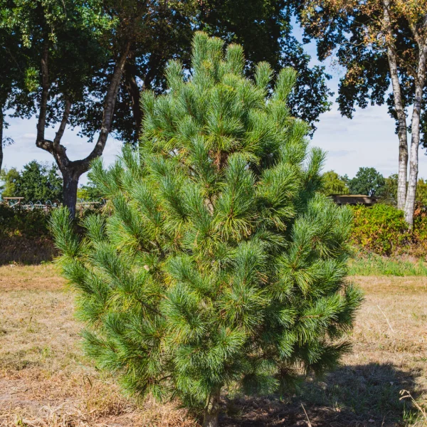 Pinus cembra &ndash; Arolla pine, Swiss stone pine