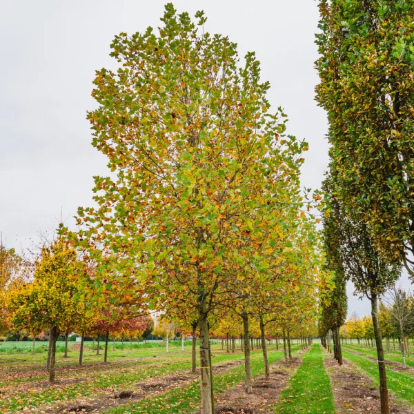 Platanus ×hispanica  TREEVOLUTION® ('Woodside Column') &ndash; Platanus ×hispanica TREEVOLUTION ('Woodside Column')