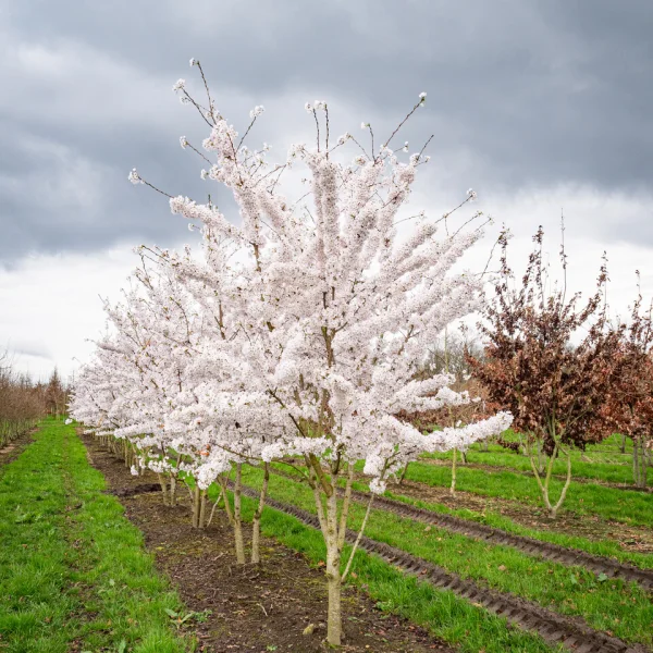 Prunus ×yedoensis – Prunus ×yedoensis