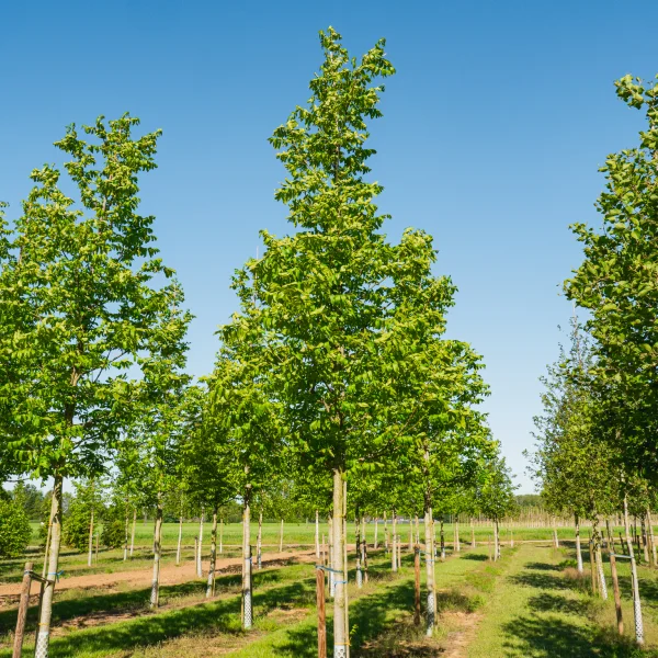 Pterocarya fraxinifolia 'Heereplein' &ndash; Pterocarya fraxinifolia 'Heereplein'