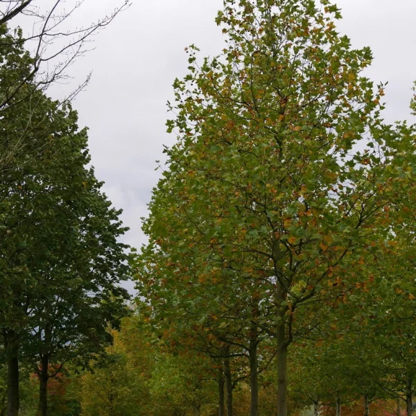 Platanus ×hispanica – London plane
