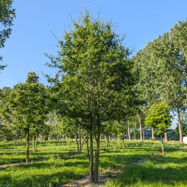 Quercus nigra &ndash; Duck oak, Water oak