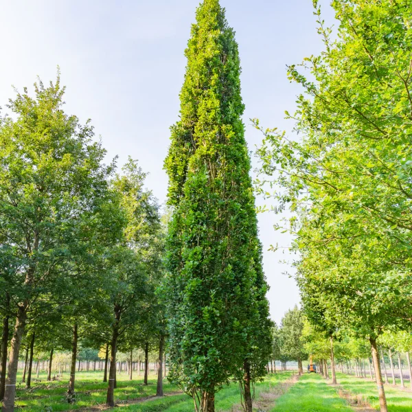 Quercus robur 'Fastigiate Koster' &ndash; Cypress oak, Pyramid oak