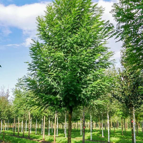 Robinia pseudoacacia 'Bessoniana' &ndash; Robinia pseudoacacia 'Bessoniana'