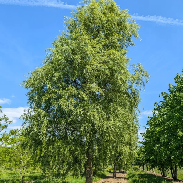 Salix ×sepulcralis 'Chrysocoma' &ndash; Salix ×sepulcralis 'Chrysocoma'