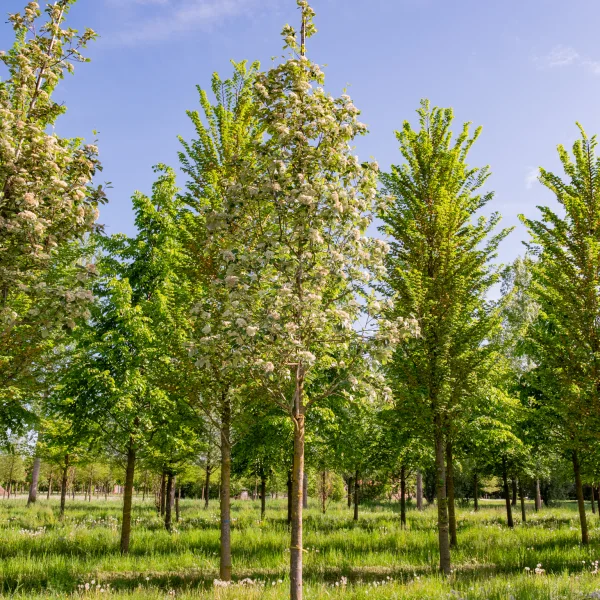 Sorbus aria 'Magnifica' &ndash; Sorbus aria 'Magnifica'