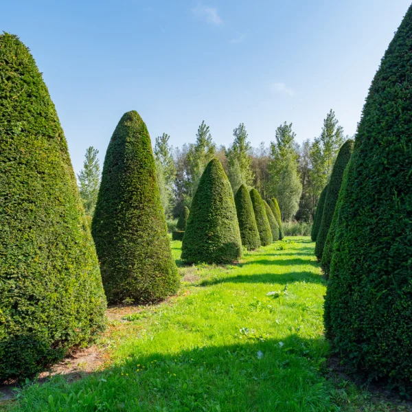 Taxus baccata – Common Yew, English Yew