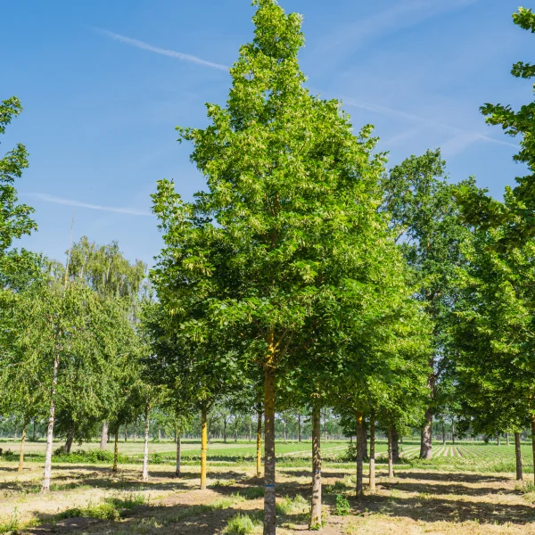 Tilia platyphyllos 'Örebro' &ndash; Tilia platyphyllos 'Örebro'