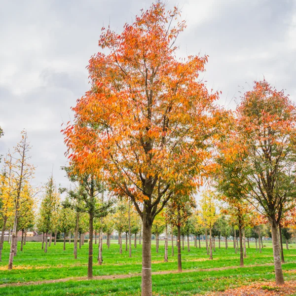 Zelkova serrata GREEN VASE ('Flekova') &ndash; Zelkova serrata GREEN VASE ('Flekova')